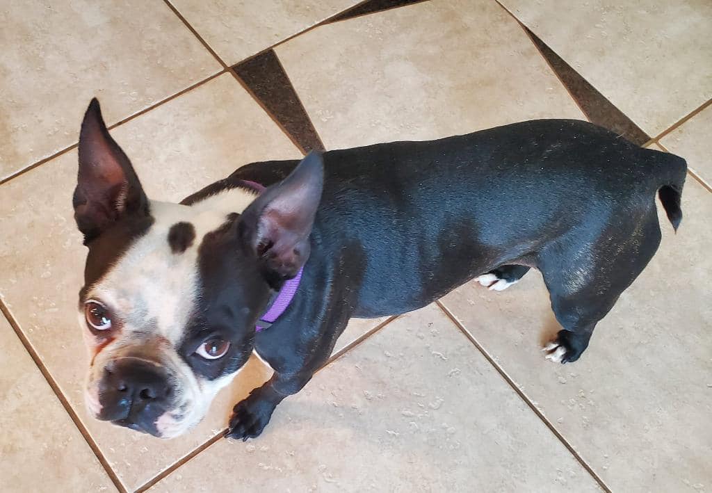 Dog for Adoption Queenie, a Boston Terrier in Los Angeles County, CA