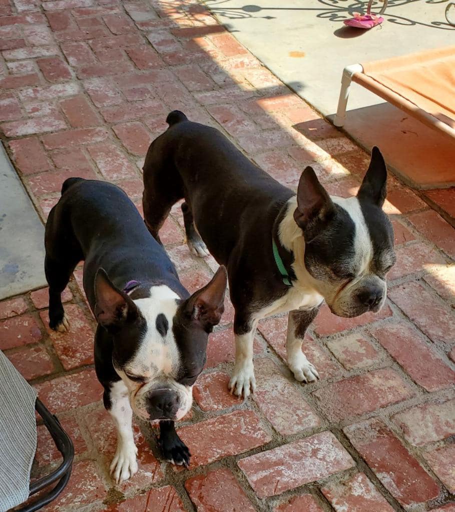 Dog for Adoption Queenie, a Boston Terrier in Los Angeles County, CA