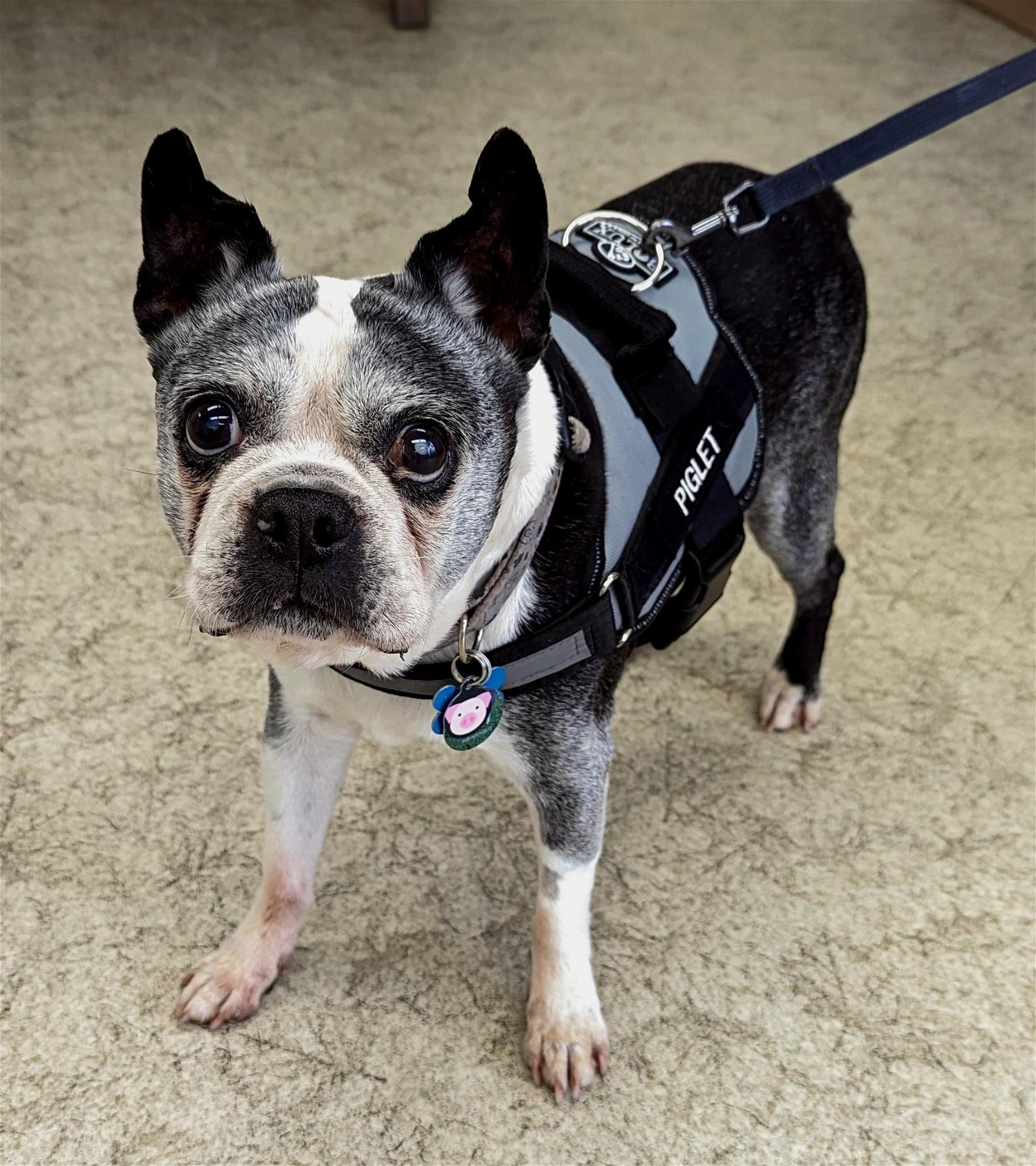 adoptable Dog in Huntington Beach, CA named Piglet