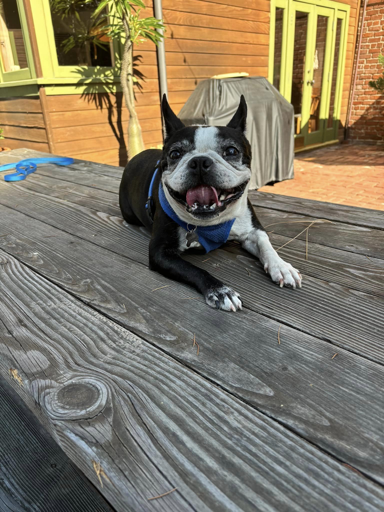 adoptable Dog in Huntington Beach, CA named Shadow