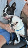 adoptable Dog in huntington beach, CA named Rebel & Jewel