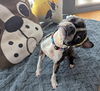 adoptable Dog in huntington beach, CA named Iris