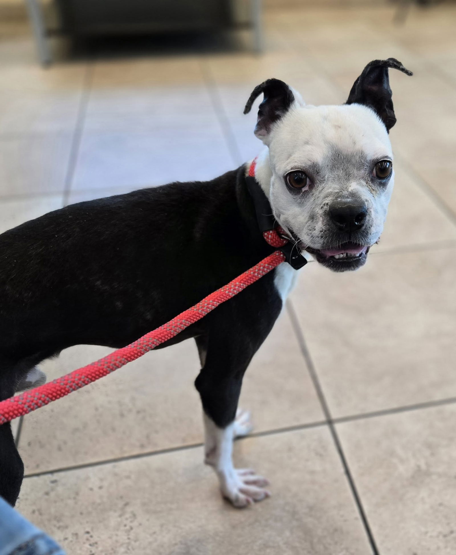 adoptable Dog in Huntington Beach, CA named Mustang