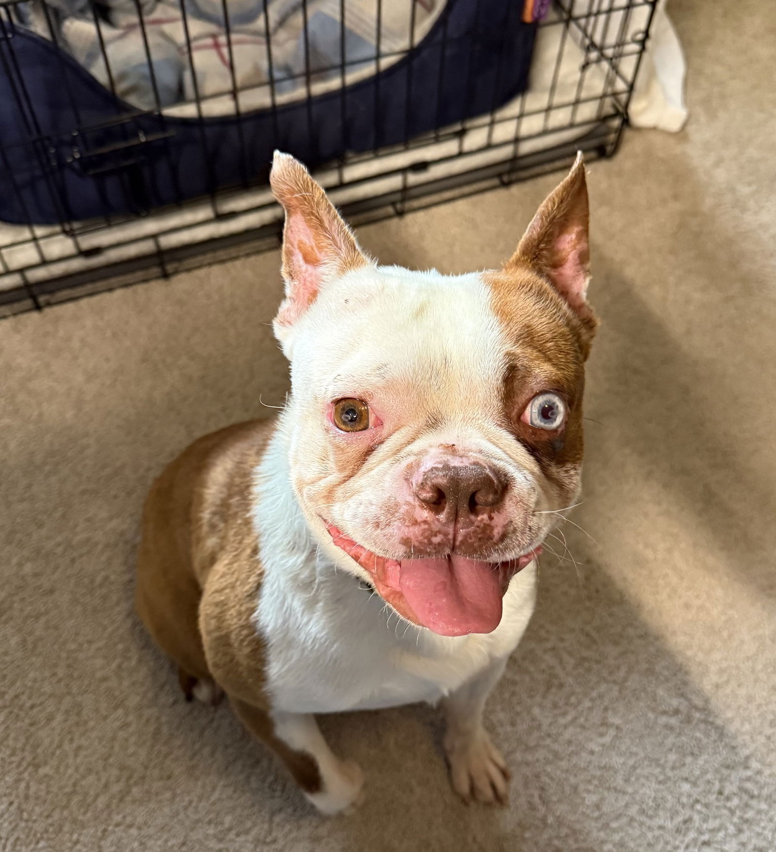 adoptable Dog in Huntington Beach, CA named Sonny