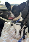 adoptable Dog in huntington beach, CA named Papa