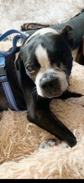 adoptable Dog in Huntington Beach, CA named Peter