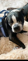 adoptable Dog in huntington beach, CA named Peter