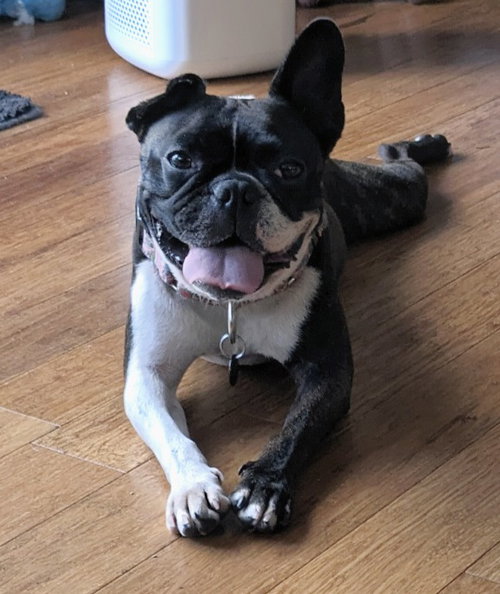picture of the dog needing adoption