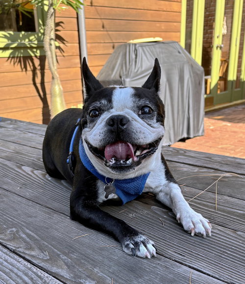 picture of the dog needing adoption