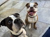 Buddy & Obi - Photo 1