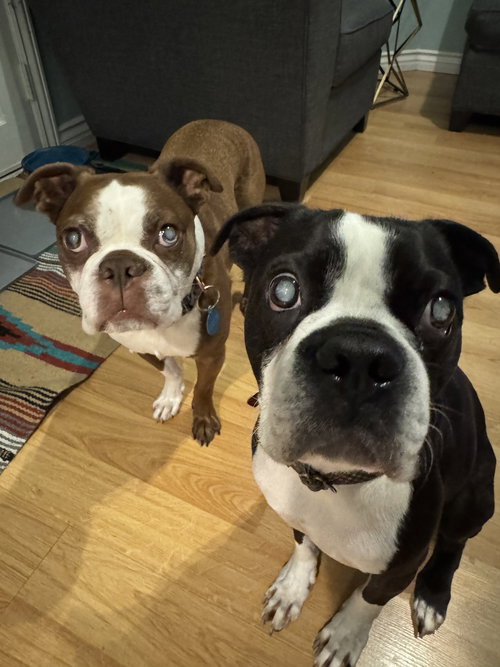 BUDDY & OBI - Boston Terrier available for adoption