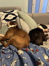 Buddy & Obi - Photo 3