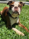 Buddy & Obi - Photo 4