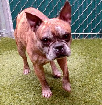 MOE - Boston Terrier / French Bulldog available for adoption