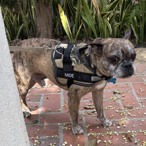 MOE - Boston Terrier / French Bulldog available for adoption
