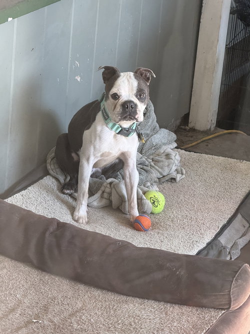 picture of the dog needing adoption