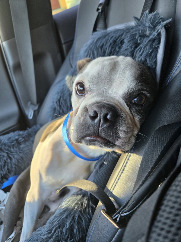 Otis
