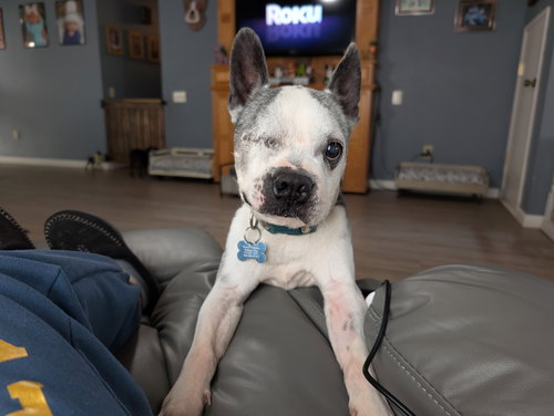 picture of the dog needing adoption