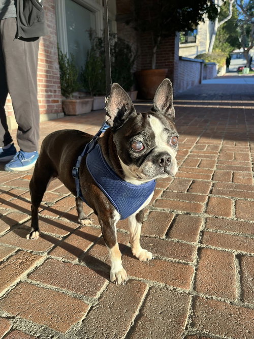 picture of the dog needing adoption