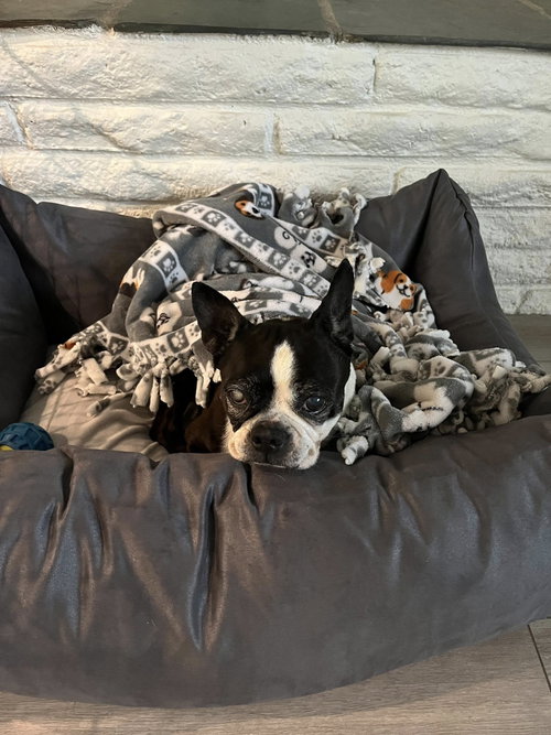 Molly photo 4