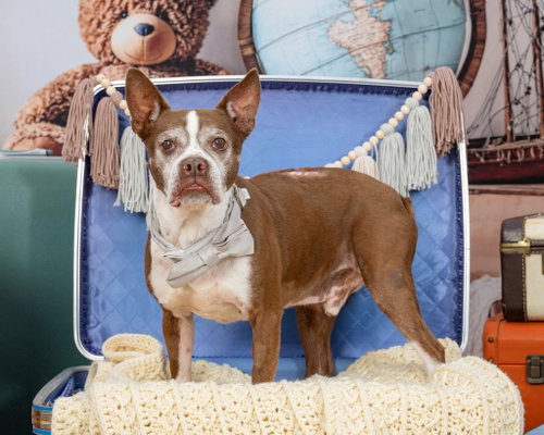 Sir Charles, an adoptable Boston Terrier in Huntington Beach, CA