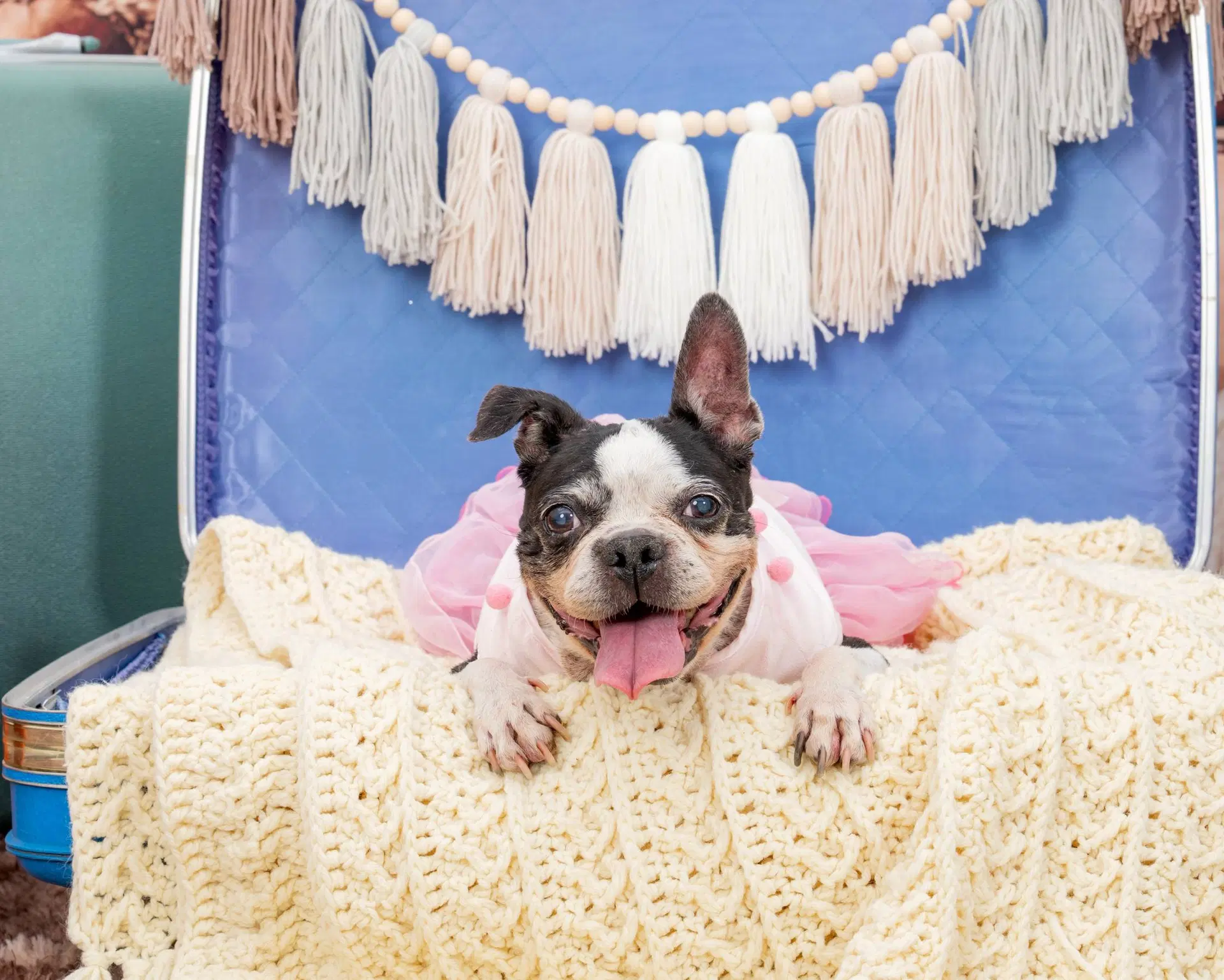 Betsy - Boston Terrier