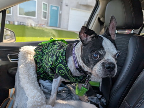 Betsy photo 5