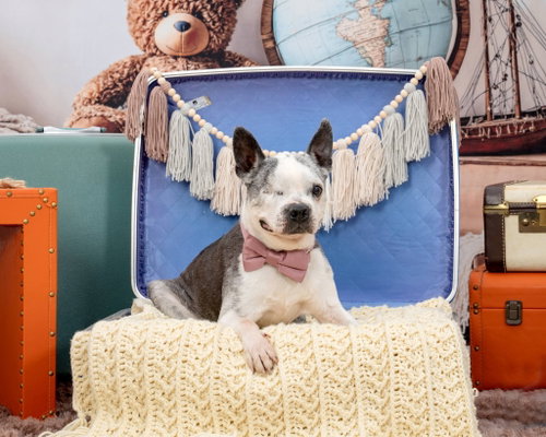 Speedy, an adoptable Boston Terrier in Huntington Beach, CA