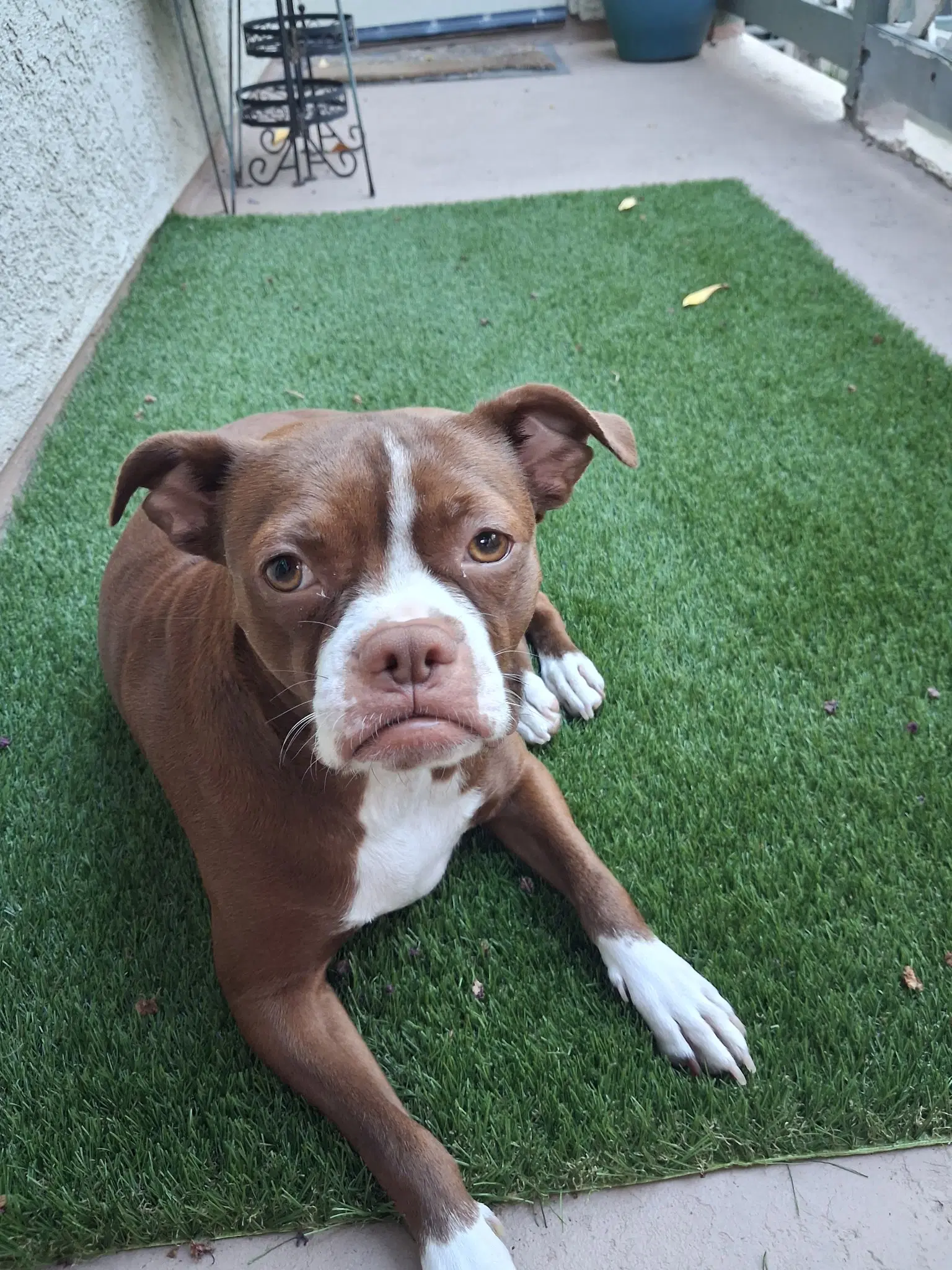 Bella image 3