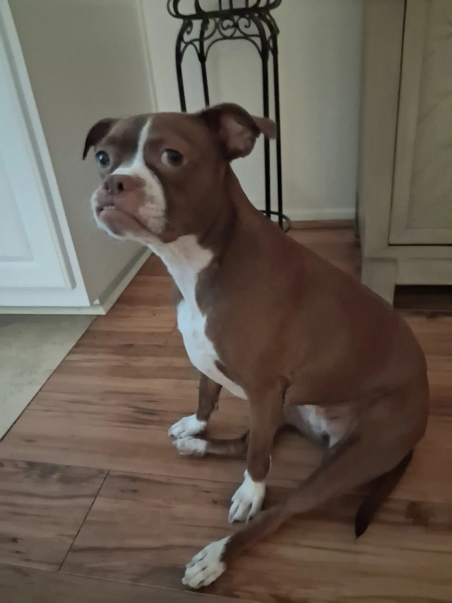 Bella - Boston Terrier