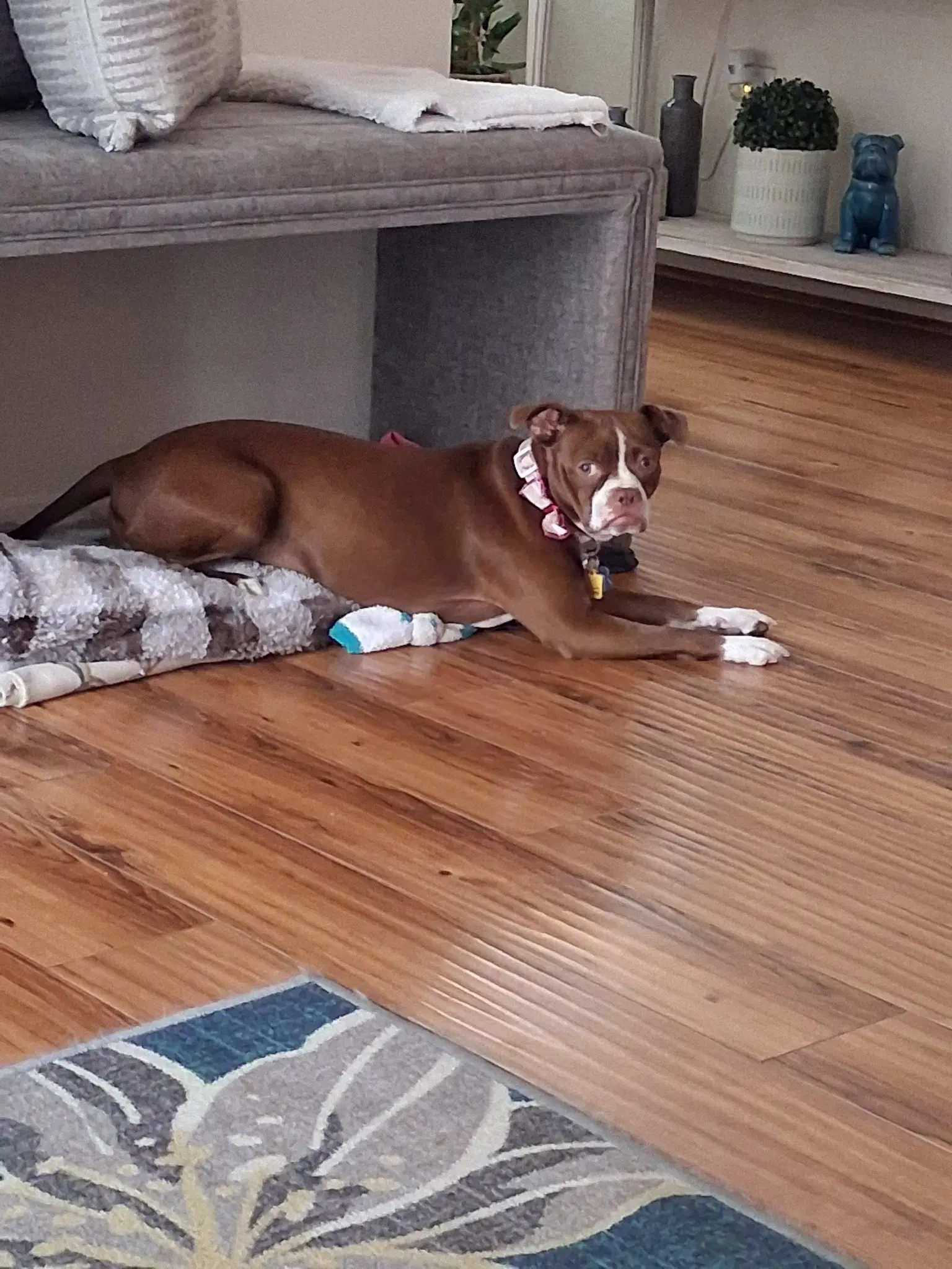Bella image 4