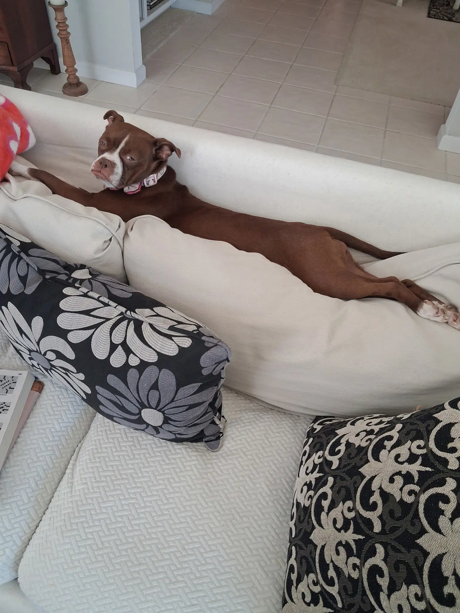 Bella image 2