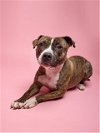 adoptable Dog in plano, tx, TX named MARY