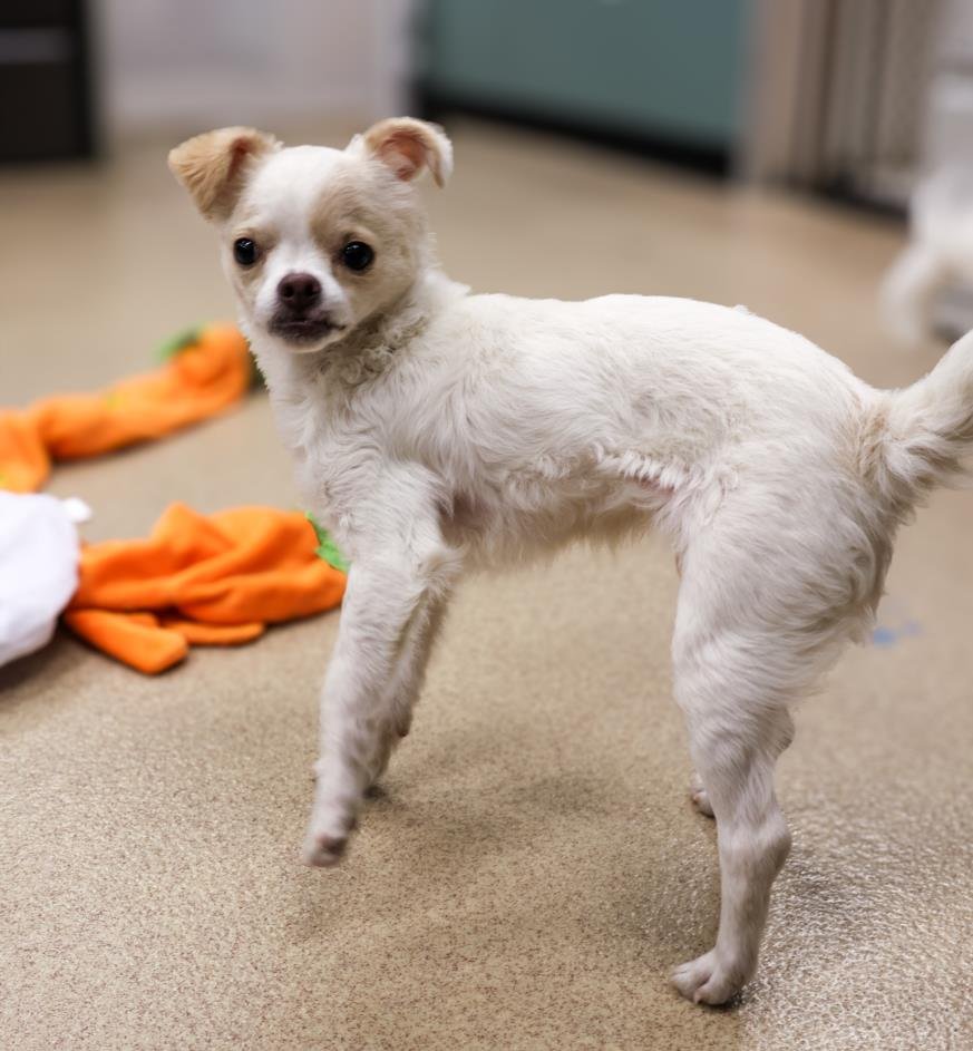 adoptable Dog in Plano, TX named QTIP