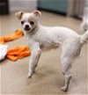 adoptable Dog in  named QTIP