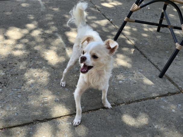 adoptable Dog in Plano, TX named QTIP