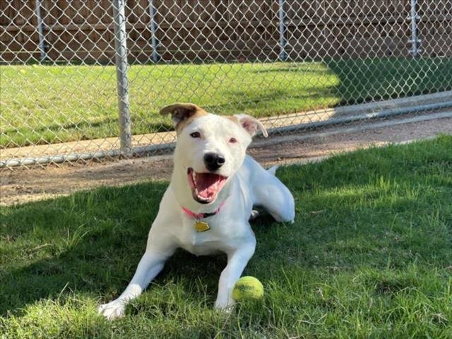 adoptable Dog in Plano, TX named WINNIE