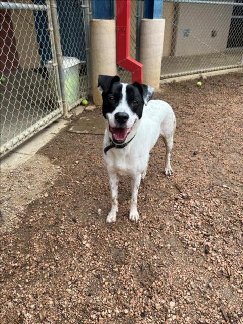 adoptable Dog in Plano, TX named FREYA