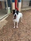 adoptable Dog in plano, tx, TX named FREYA