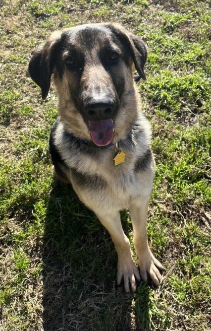 adoptable Dog in Plano, TX named DARYL