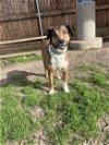 adoptable Dog in plano, tx, TX named KHELANIE