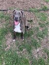 adoptable Dog in plano, TX named ASH