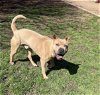 adoptable Dog in plano, TX named BEAU