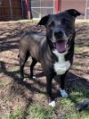 adoptable Dog in plano, TX named ARES