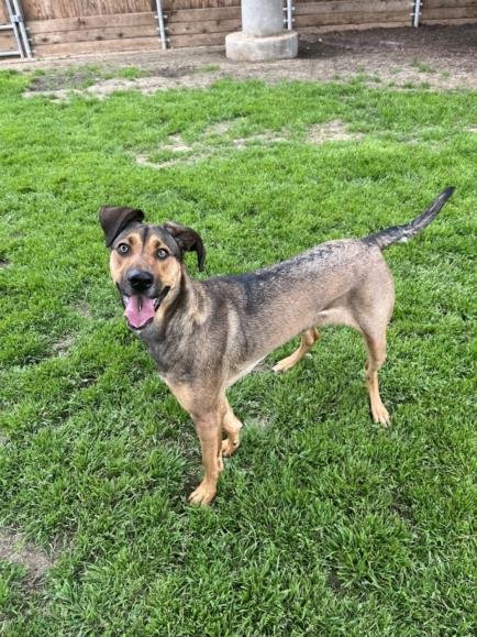 adoptable Dog in Plano, TX named LULU