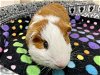 adoptable Guinea Pig in plano, TX named BUSTER BROWN