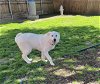 adoptable Dog in plano, tx, TX named KLONDIKE