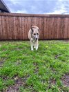adoptable Dog in plano, tx, TX named OCHIE