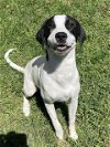 adoptable Dog in plano, TX named MILKBONE