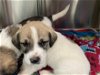 adoptable Dog in plano, TX named BRUNO